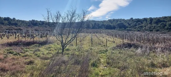 Vis, agricultural land for sale