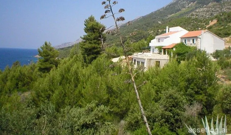 Asset photo 1