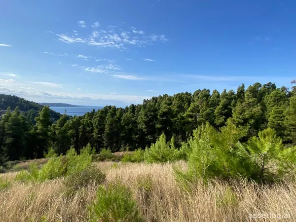 Land 11453 m² in Kassandra, Chalkidiki