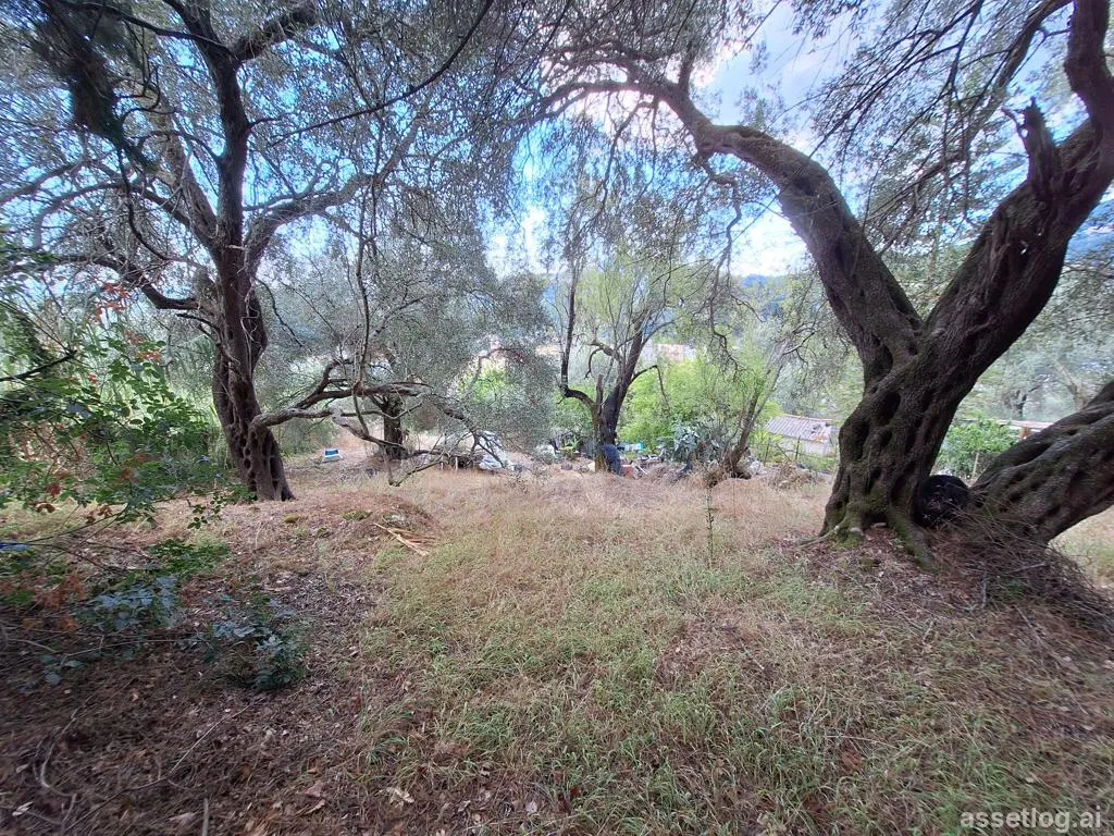 Asset photo 1