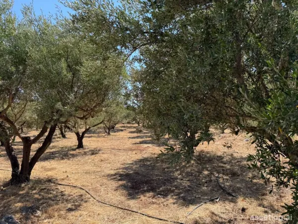 Land 1292 m² in Crete