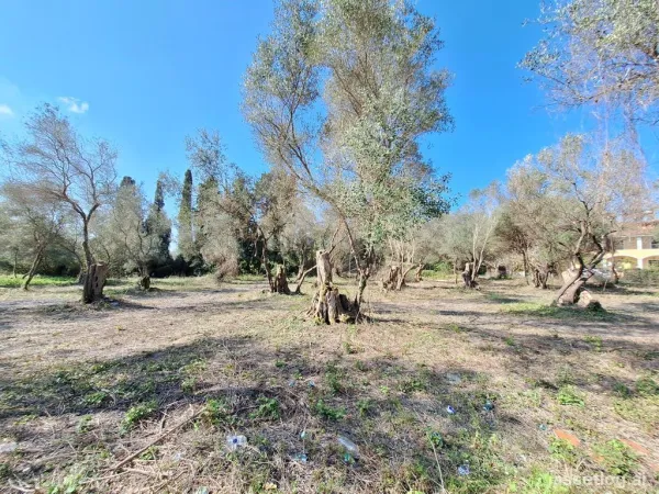 Land 3533 m² in Corfu